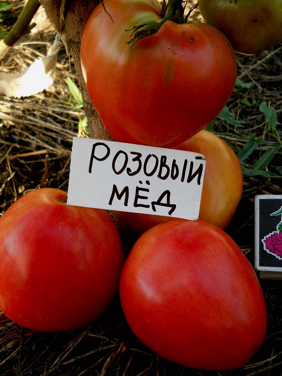 Сорт томата розовый мед фото и описание