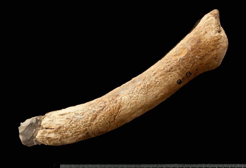 Кремневое орудие, рукоятка из рога со стоянки Мальта (Иркутская область), Государственный исторический музей