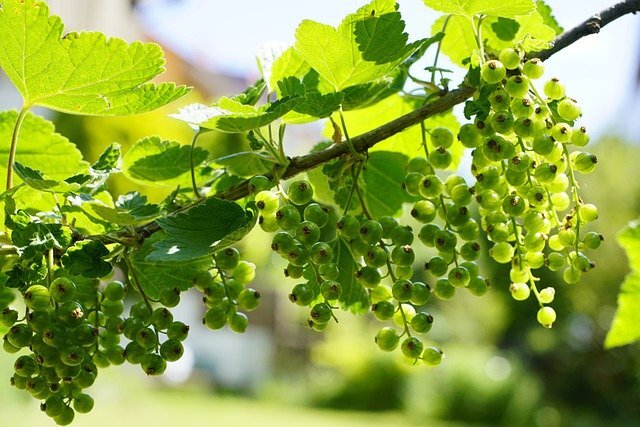 Фото с сайта Pixabay.