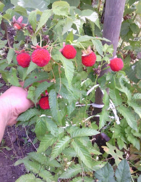 Розолистная малина розалин - мое потрясающее открытие! Оригинальный вкус ягод, д