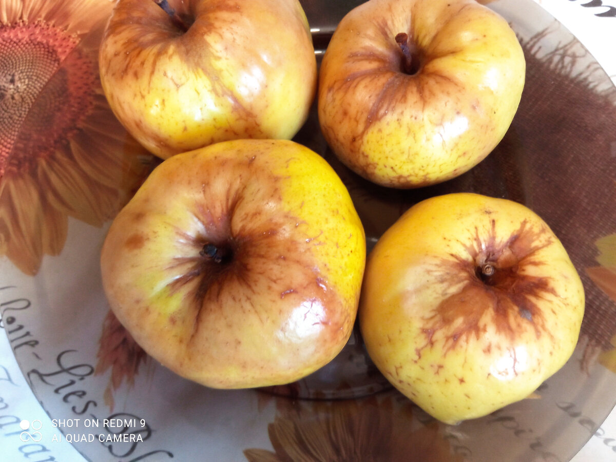 Яблоки печеные: калорийность на грамм — 65,8 ККал. Белки, жиры, углеводы, химический состав.
