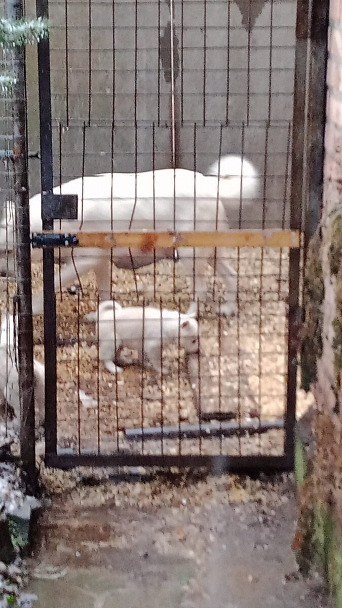 Маленькое белое чудо выросло в большую собаку. Фото автора