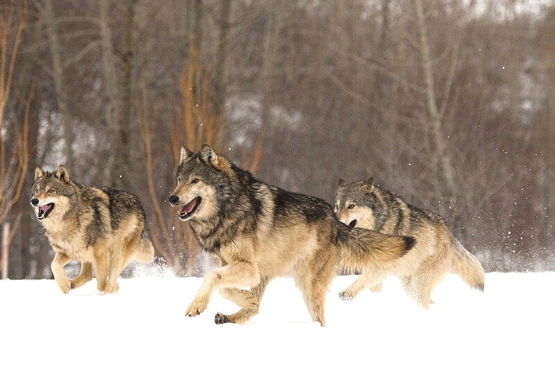 Фото из открытых источников.