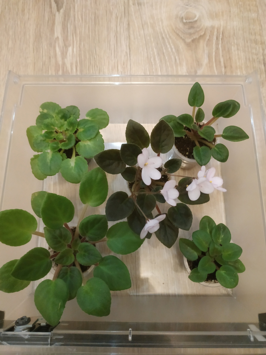 Первые миниатюры