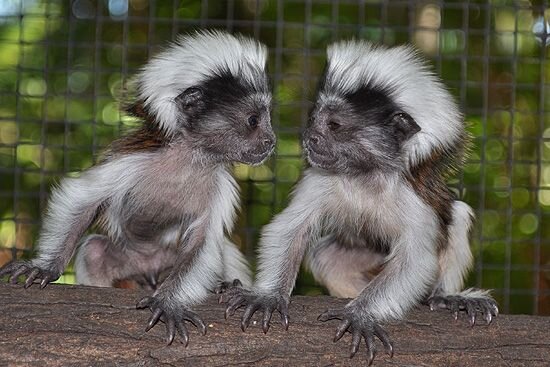 Самки в парных видах иногда ходят налево, ведь если мама ушла в загул, папа позаботится о детях