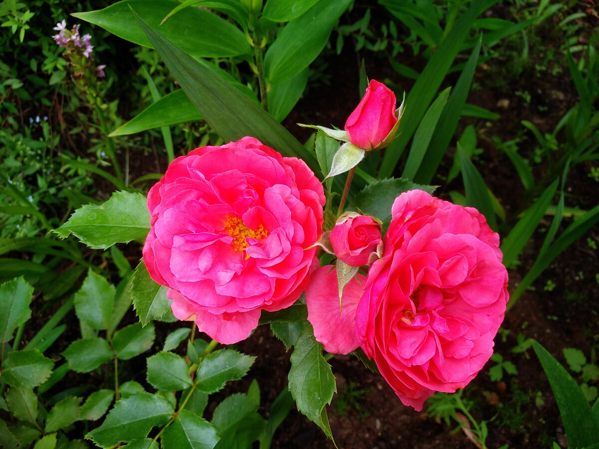 Моя Rosarium Utersen. 