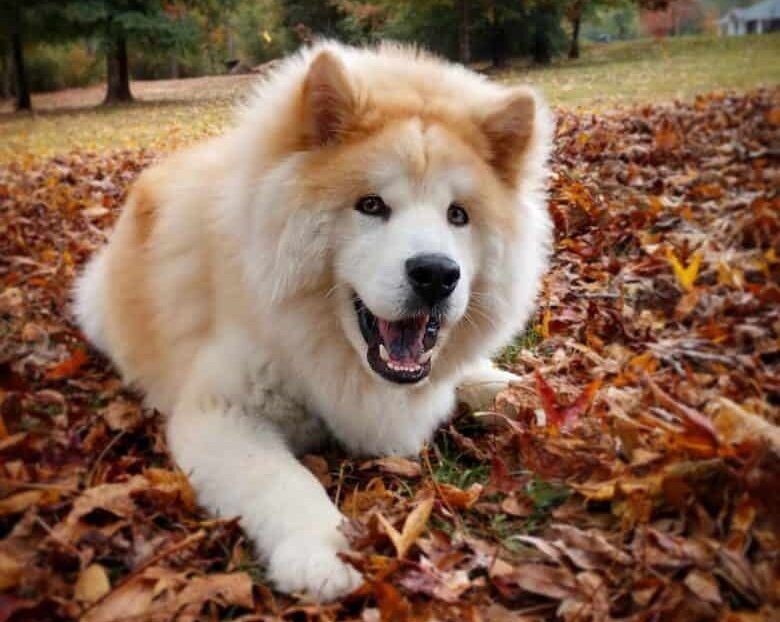 Медвежонок (Фото: https://www.k9web.com/breeds/chusky/)