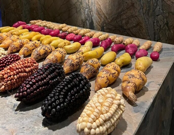 Фото разных видов кукурузы, картофеля и уллюко из инстаграма шеф-повара