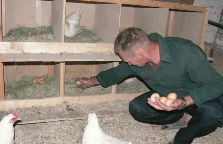 Заметить нестись. Курицы в курятнике. Насест для кур. Гнезда для курей. Место для несения яиц.