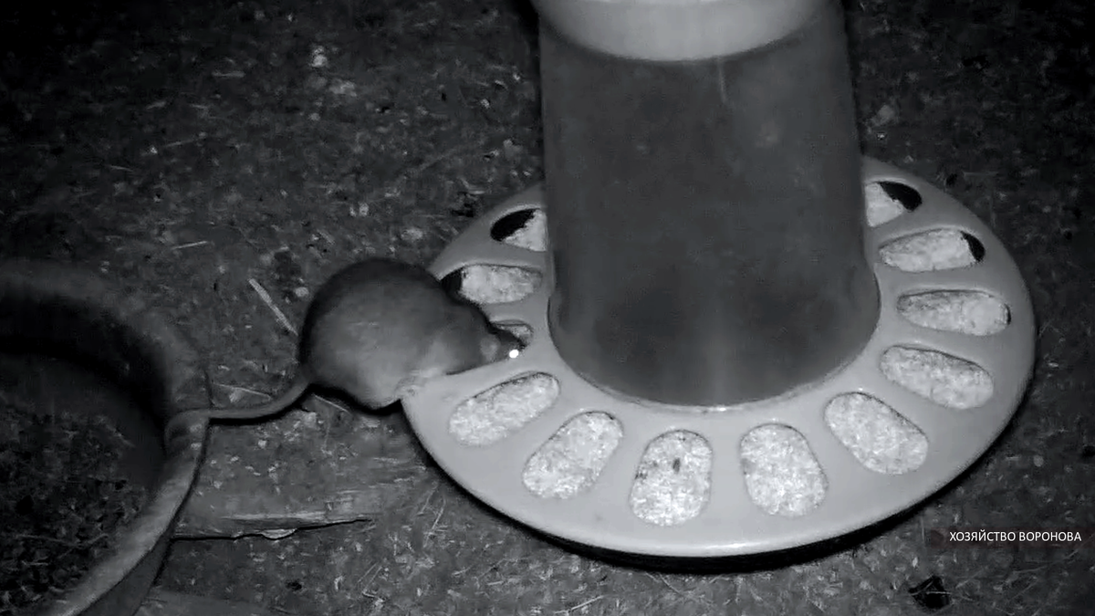 крыса ест куриный корм