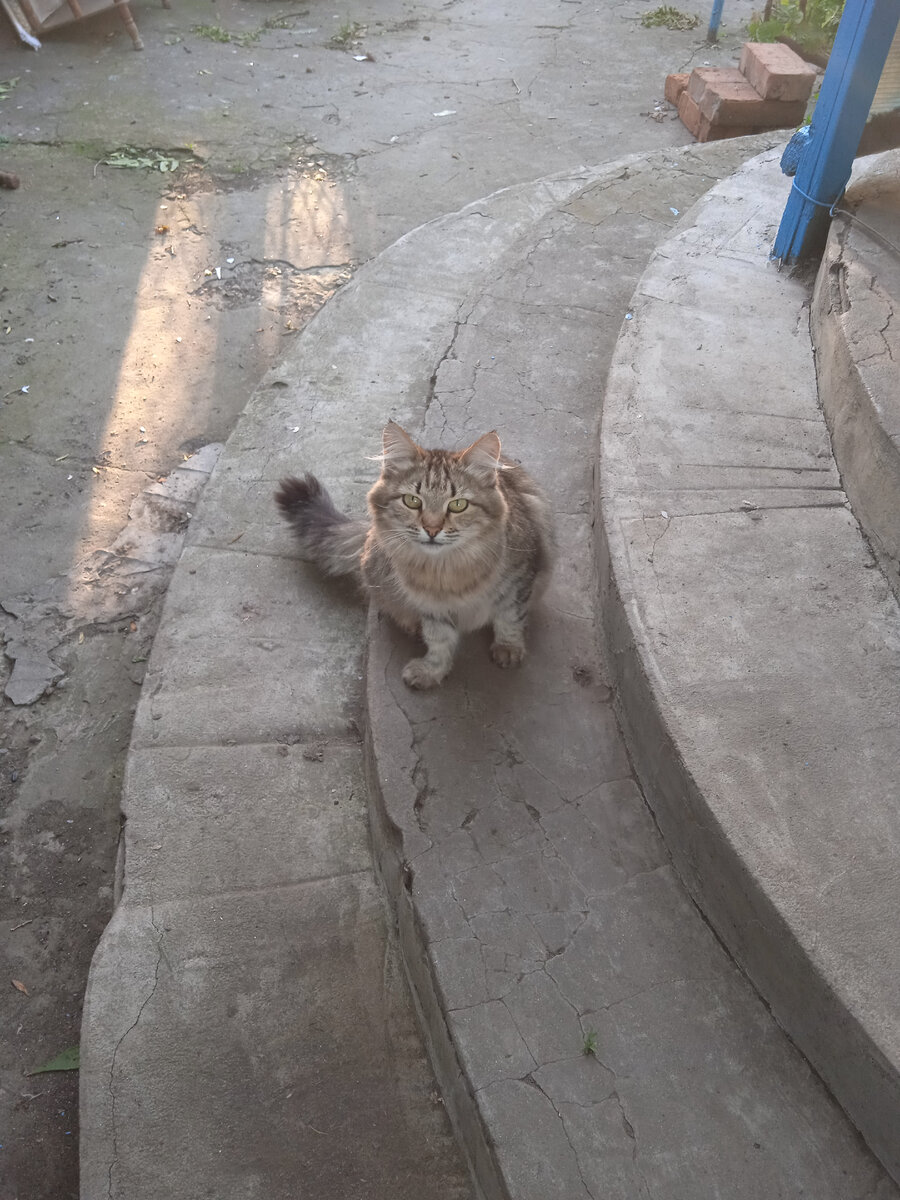 Кошка Люська. Фото сделано сразу после переезда