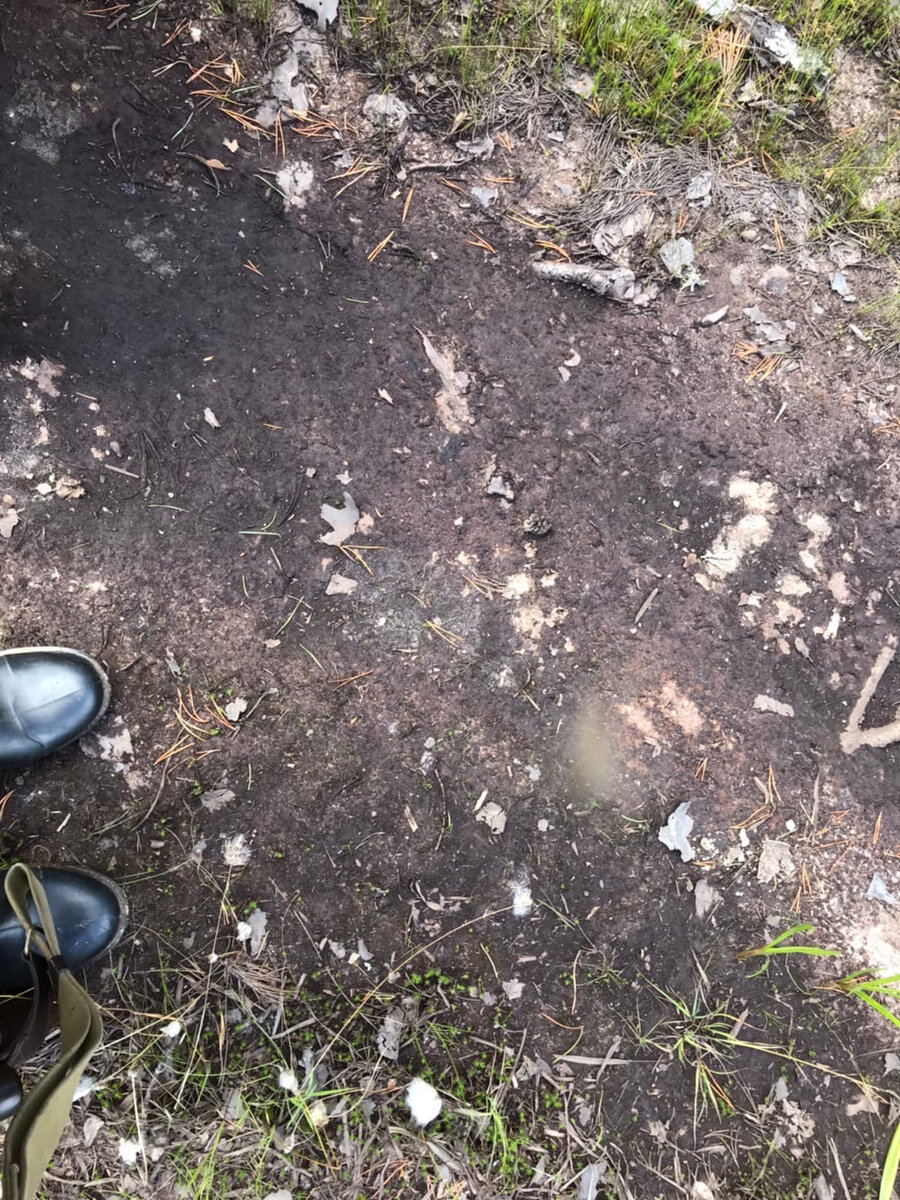 Найдите медвежьи следы