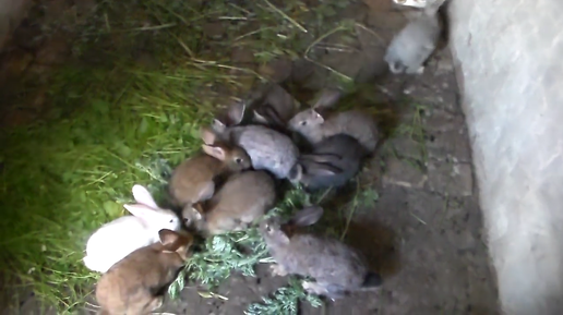 Как разводить (держать) кроликов в яме