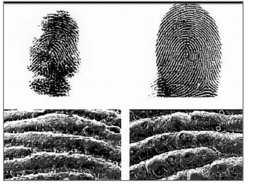 Слева отпечаток - коалы, справа - отпечаток человека. Источник www.nat-geo.ru