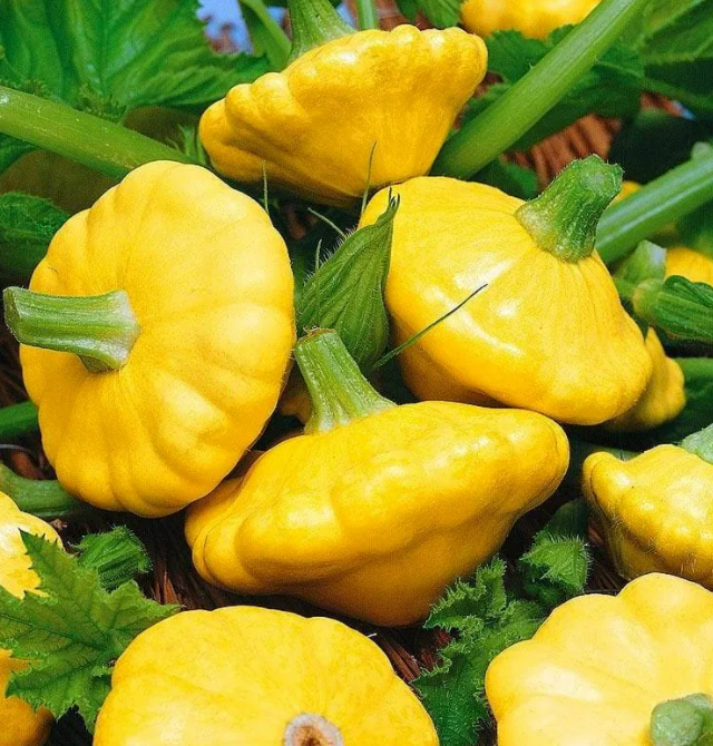 Фотография взята из источника rastenievod.com