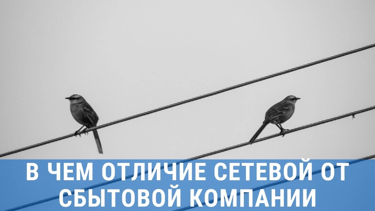 Чем отличается сбытовая от сетевой компании | Объединение Садоводов России  | Дзен