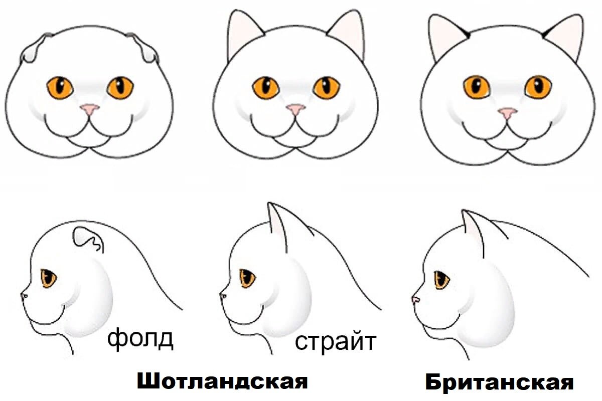 Шотландская британская разница. Скоттиш страйт и скоттиш фолд отличия. Британская и Шотландская кошка отличия. Отличие британца от шотландца. Различие британских и шотландских.