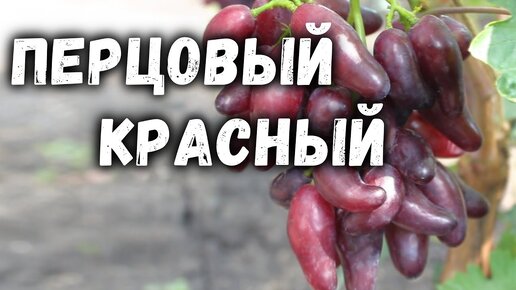 Виноград - Перцовый красный.