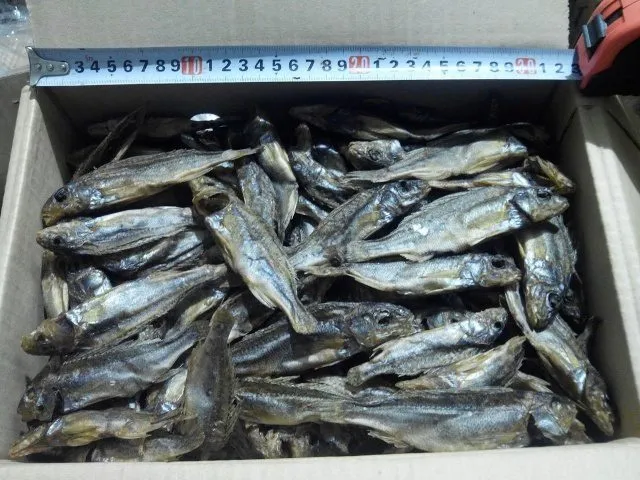 Много вяленных ершей в коробке