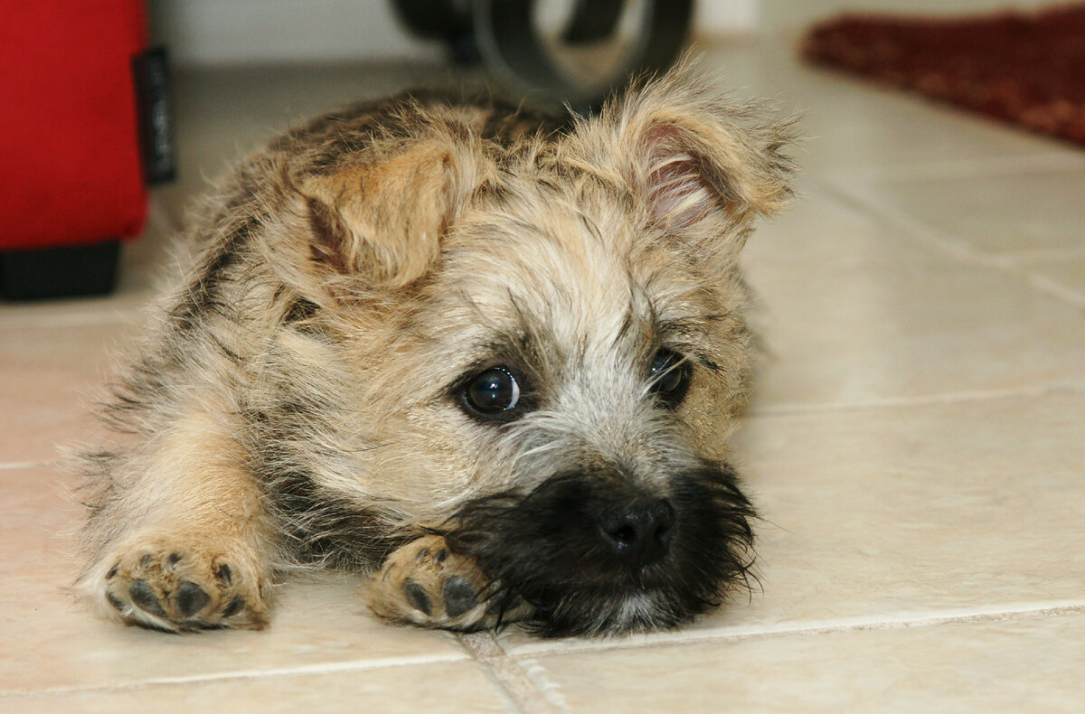 Щеночек керн-терьера (Фото: https://www.flickr.com/photos/sunhorseflower/5391375187/)