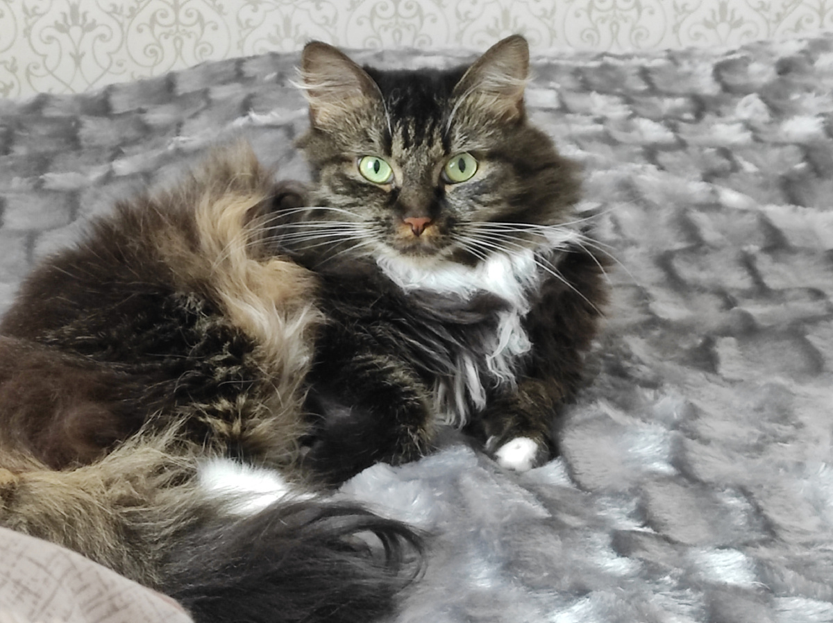 Кошка Сосулька. Почему Сосулька?). Потому что осталась рано без мамы и сосала всё подряд))))