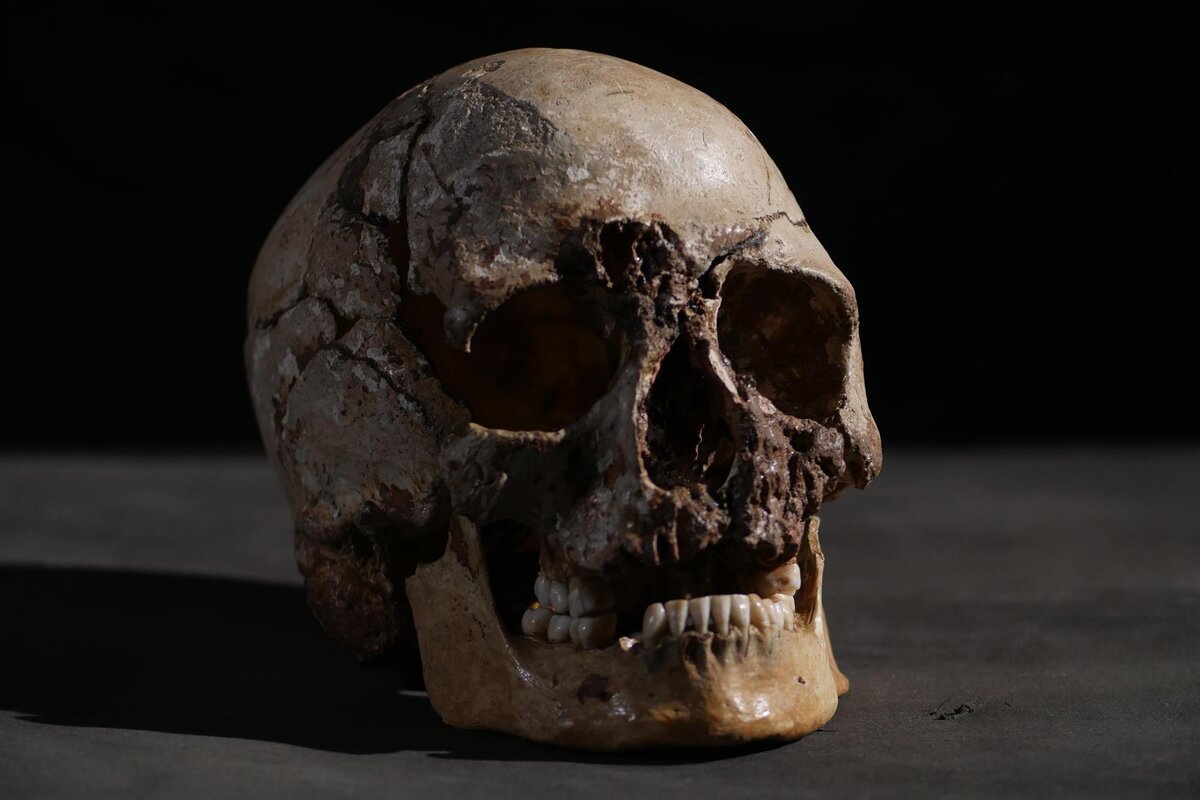 Череп Чеддерского человека https://mashable.com/2018/02/07/10000-year-old-cheddar-man-face-revealed/?europe=true&utm_campaign=Feed%3A+Mashable+%28Mashable%29&utm_cid=Mash-Prod-RSS-Feedburner-All-Partial&utm_source=feedburner&utm_medium=feed