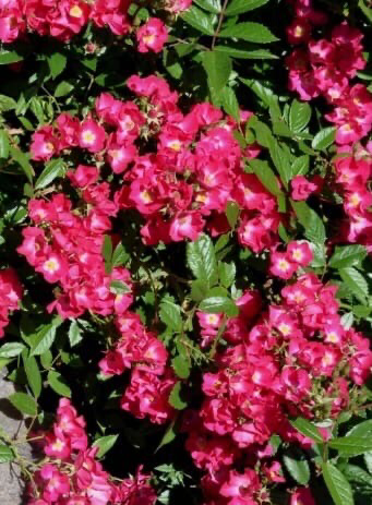 Паганини ( мускусная роза ) шраб!