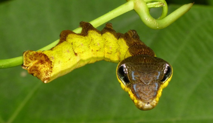 Гусеница Hemeroplanes triptolemus. 