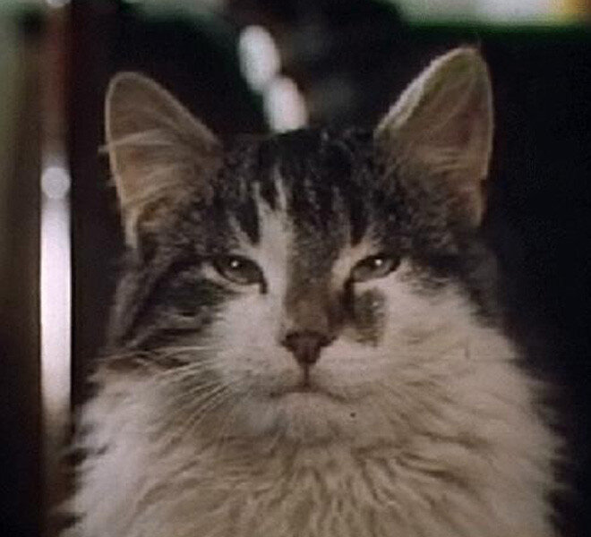 Жизнь и приключения четырех друзей (1980). Жизнь и приключения 4 друзей. Жиззнь и прик л ючения 4 друзей. Жизнь и приключения четырех. Бубрик жизнь и приключения четырёх друзей.