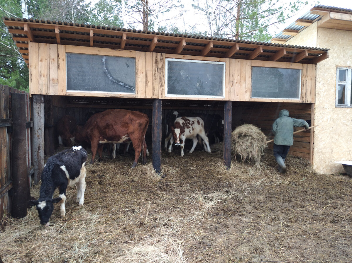 Скотину в дождь не выгоняем из-под навеса, кормим под ним...