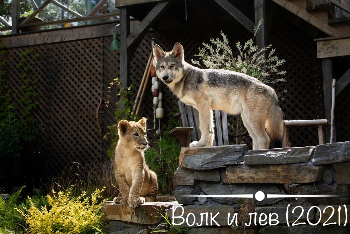 Название фильма: «Волк и лев» 2021г.