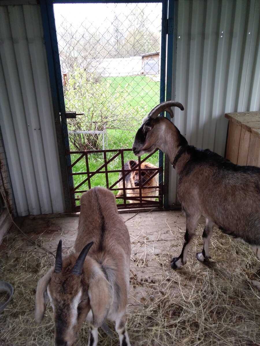 Фото автора.Давно мне хотелось, чтобы у коз летом была возможность самостоятельно выбирать гулять или быть в вольере и вот мечта сбылась.