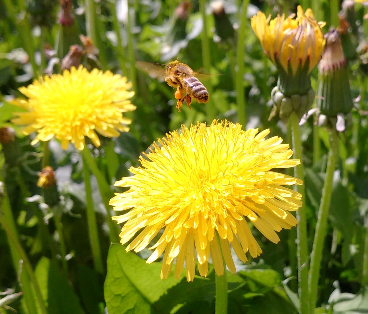 Одуванчики... На радость мне и пчёлам