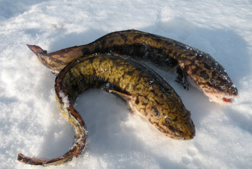 Налим байкальский. Налим сибирский. Налим рыба. Налим рыба. Как выглядит налим.