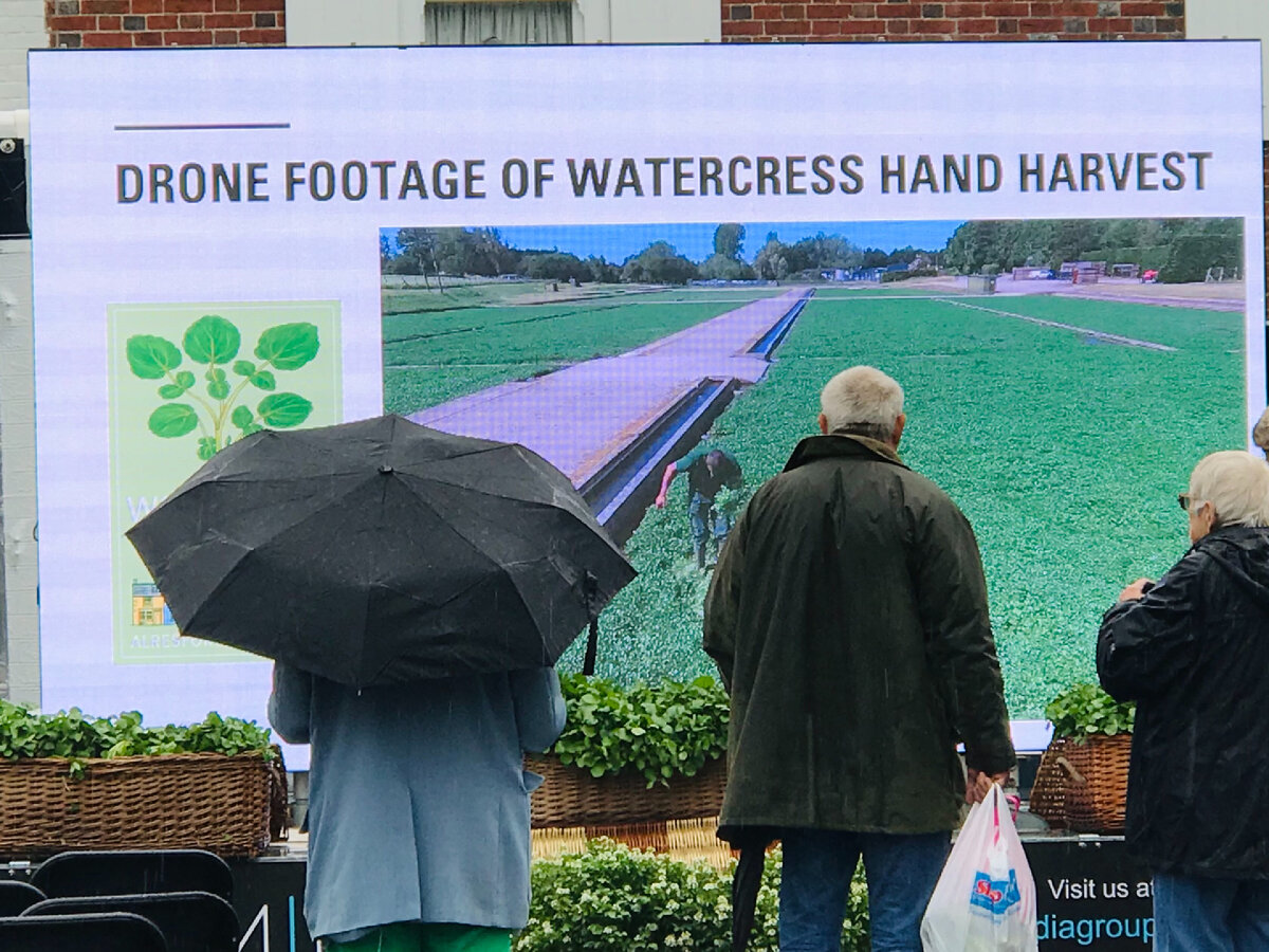 Видеозапись с беспилотника ручного сбора урожая кресс-салата. Фотография из личного архива. 