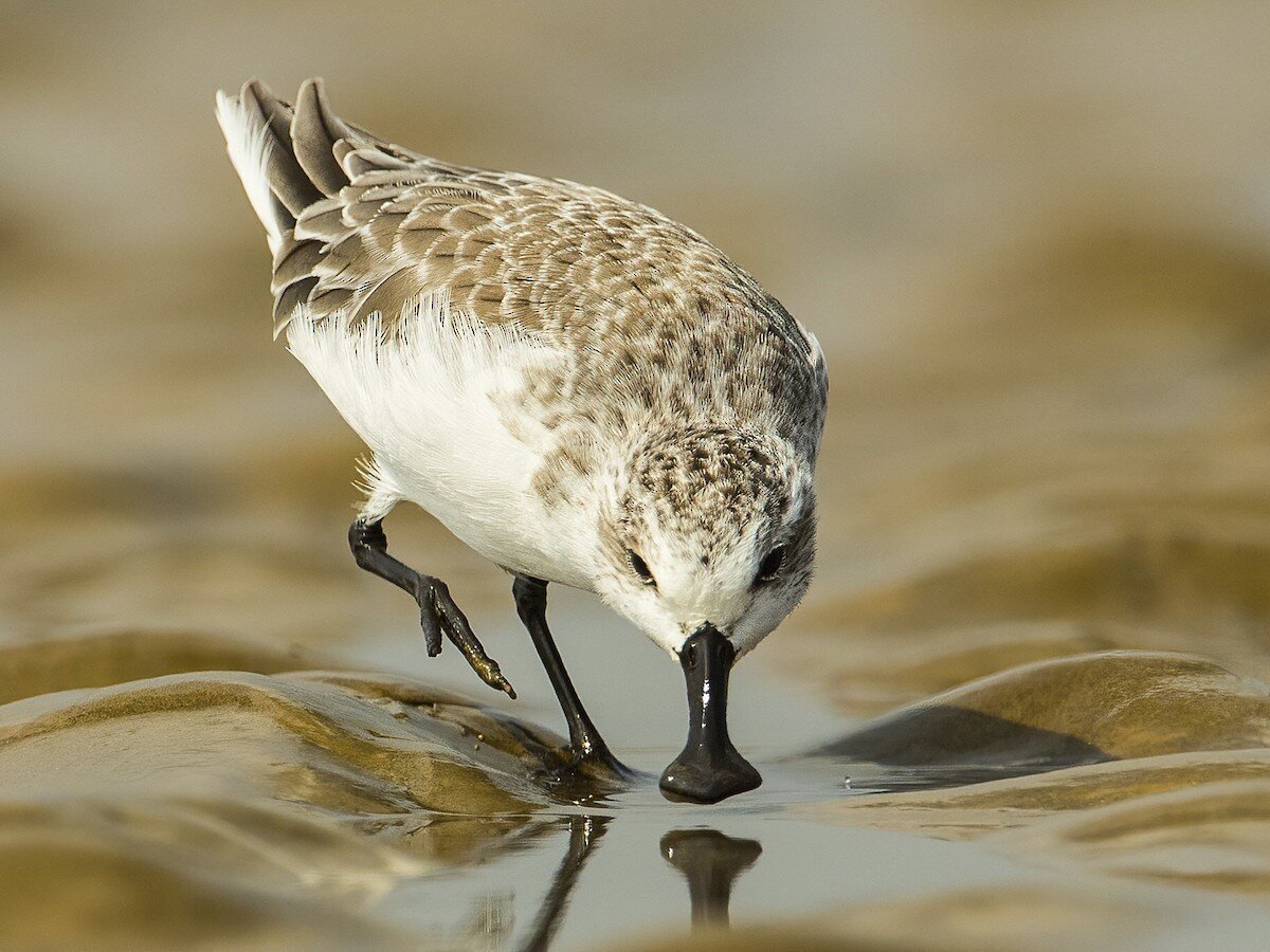 Источник фото: ebird.org