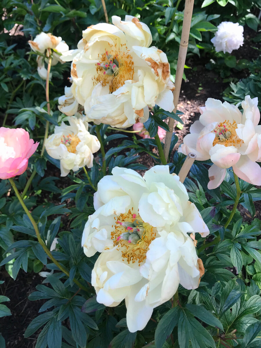 Необычный пион. Фотография из личного архива. 