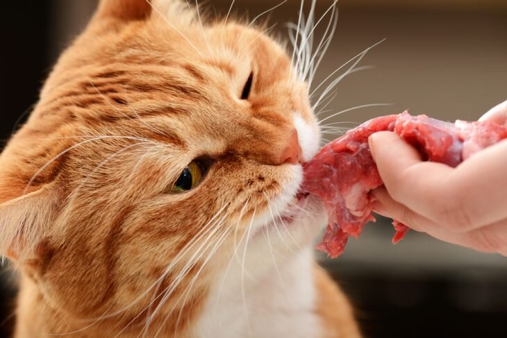 🐾Сырое или варёное: какое мясо давать кошке | Я — Кот! | Дзен