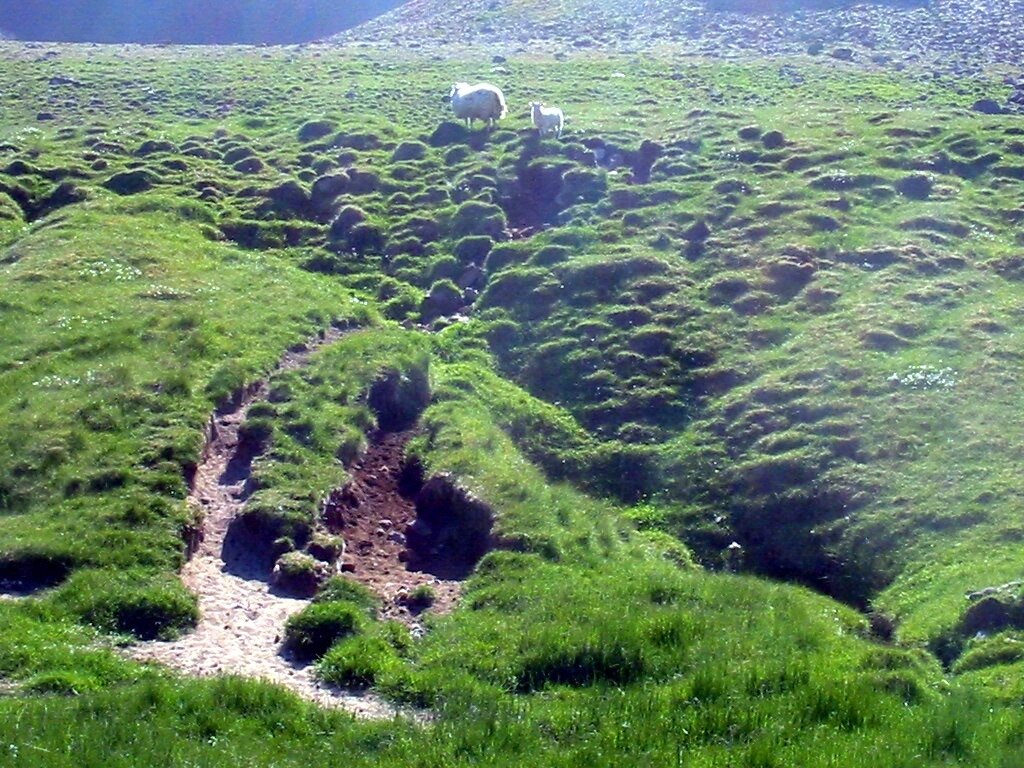 Типичный ландшафт равнин в Исландии сегодня. Тонкий плодородный слой частично поврежден осадками, частично приподнят замерзшими грунтовыми водами и осадками. Да-да, тот самый пасторальный исландский пейзаж – такой же признак экологической катастрофы, как и условный «Рыжий лес», как бы нельзя было их сравнивать.