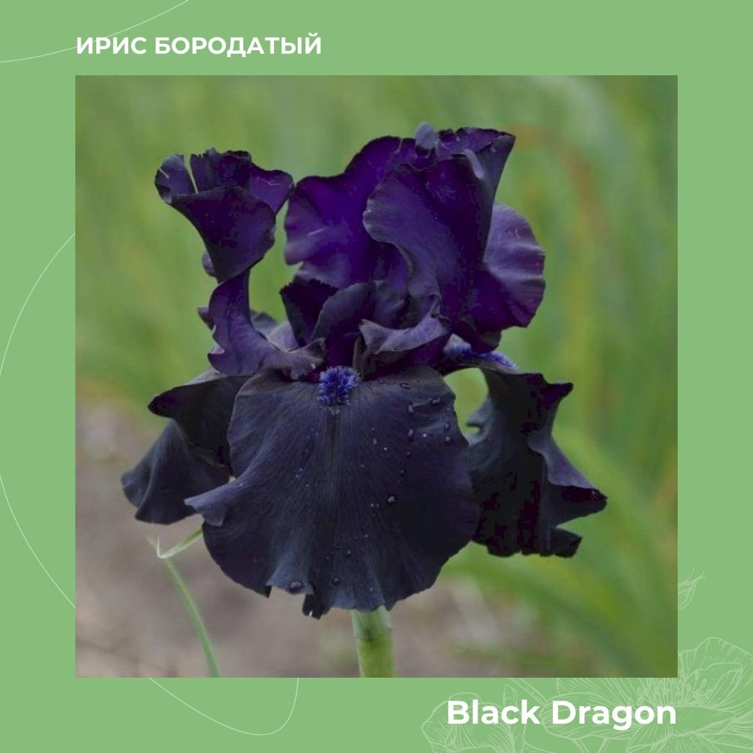 Ирис бородатый Black Dragon