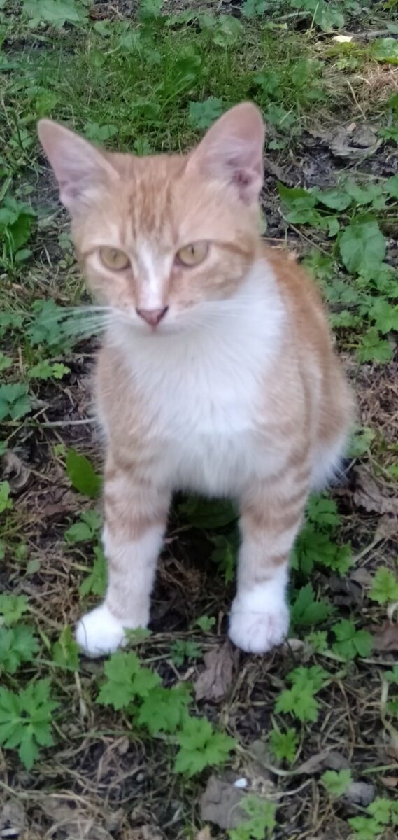 Домашний котик на улице