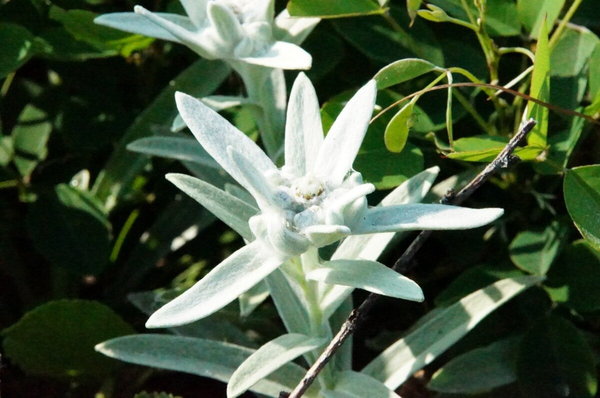 Альпийские эдельвейсы в горах Приморского края