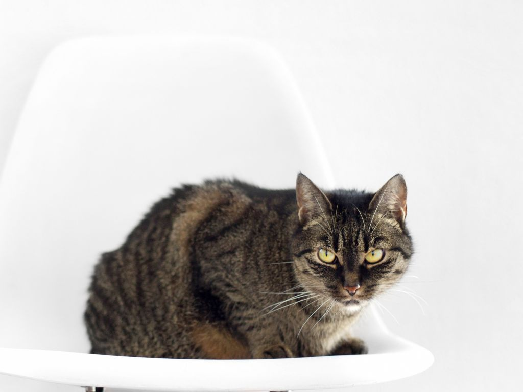 Способы помочь коту с запором дома