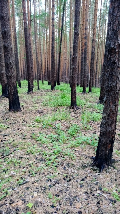Прошлогоднее пожарище. Уже зарастает