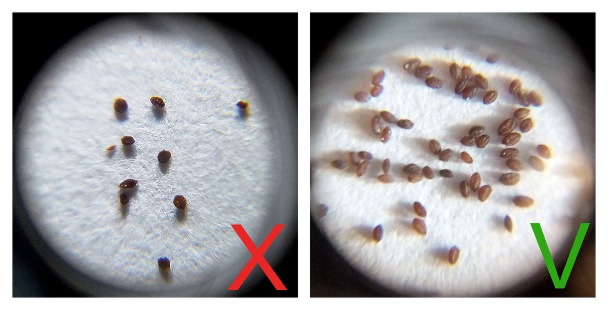 Семена под микроскопом