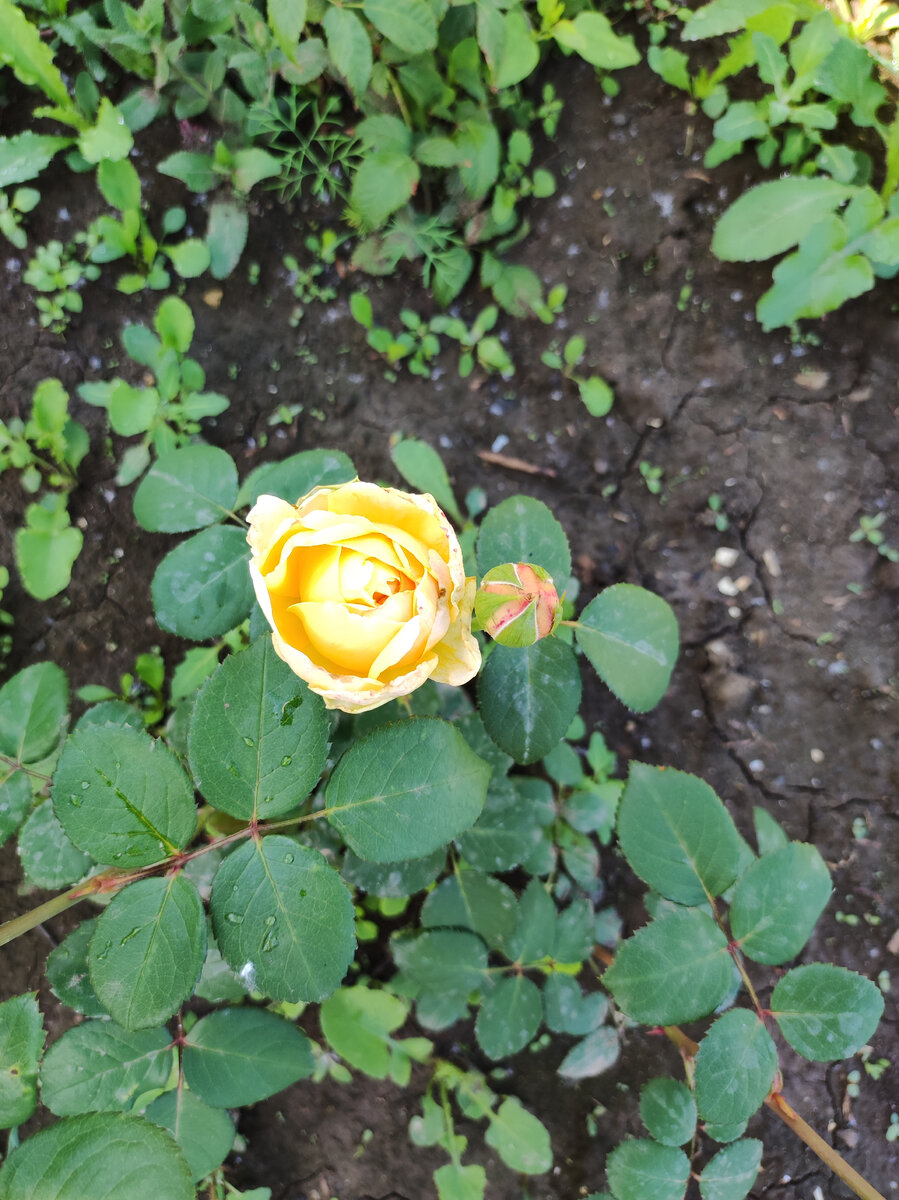 Английская роза Чарльз Дарвин. Фото от 21.06.2022 