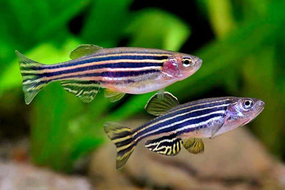 Brachydanio rerio