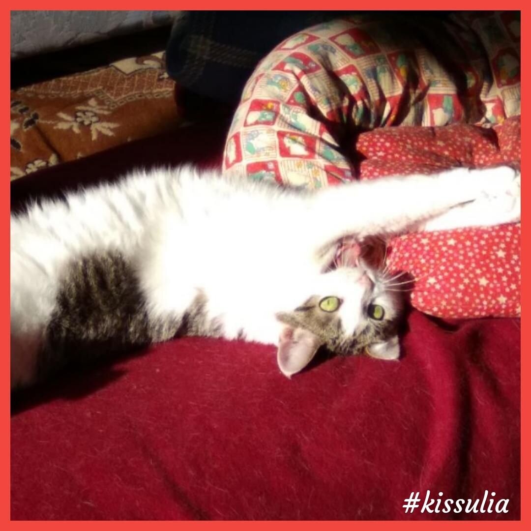 Кисуля зевает. ©feikaphoto 