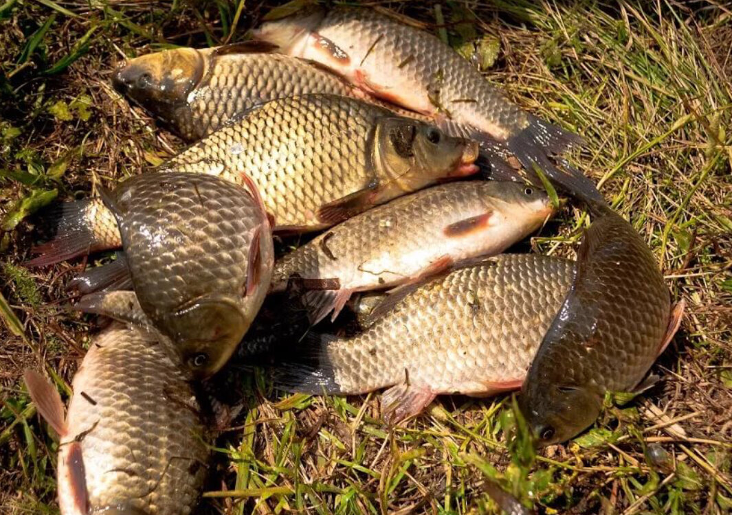 Фото с сайта:https://avatars.mds.yandex.net