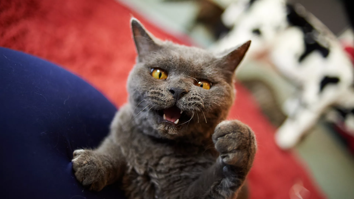 😺Словарь-переводчик с кошачьего на человеческий: как понять, что хочет сказать вам ваша кошка